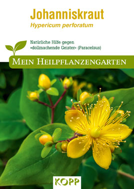 Johanniskraut - Mein Heilpflanzengarten_small