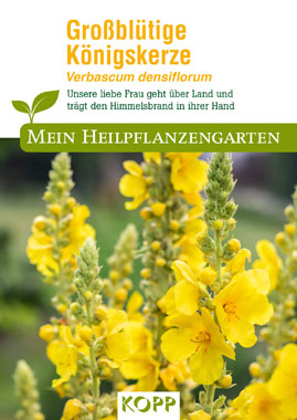Grobltige Knigskerze - Mein Heilpflanzengarten_small